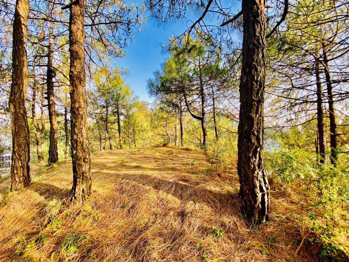 Tara Valley View Σίμλα Εξωτερικό φωτογραφία